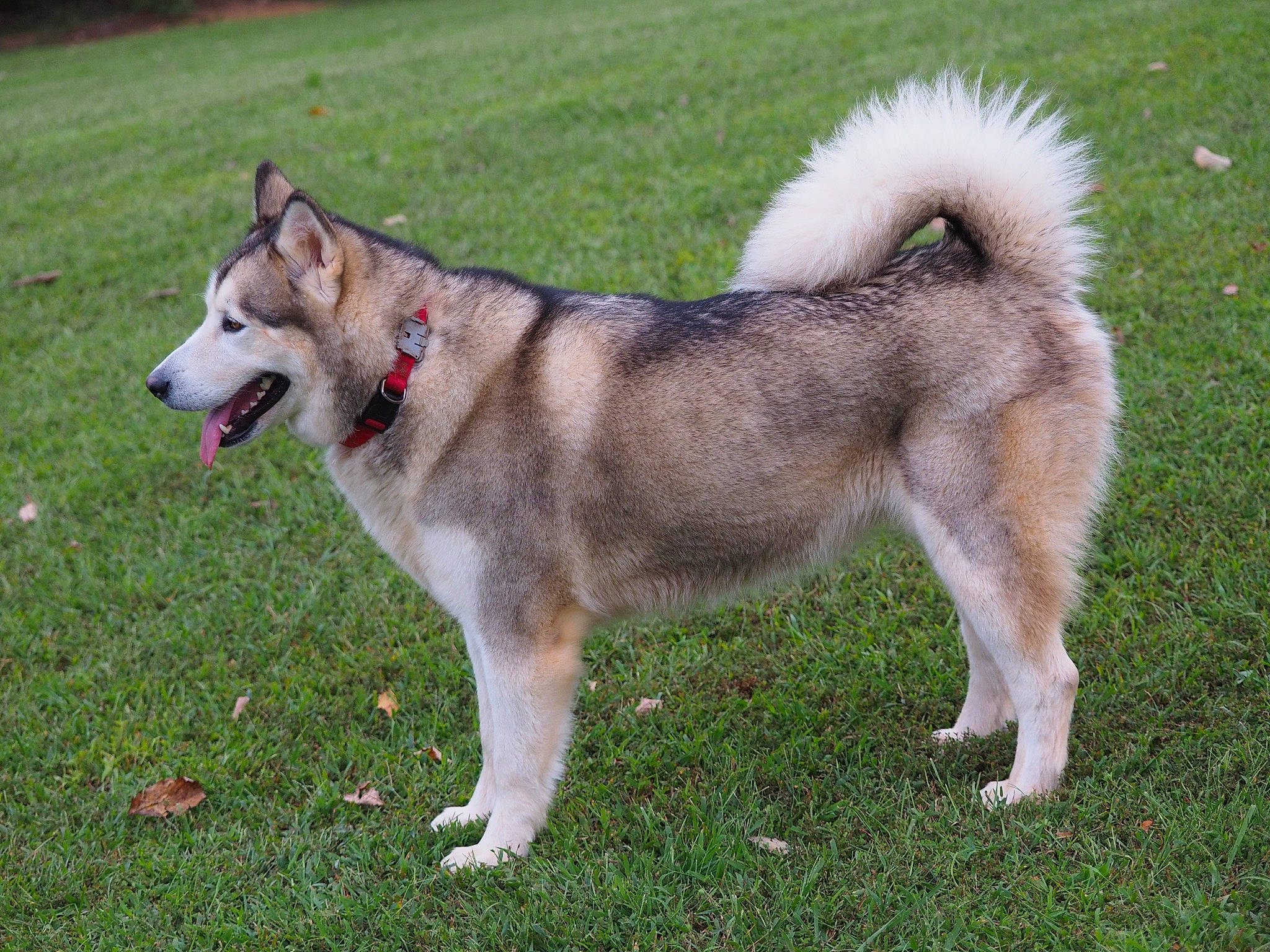 Myia is registered to the contest to win money with this photo: ancient_dog_breeds, canidae, carnivore, collar, companion_dog, dog, dog_breed, grass, leash, non_sporting_group, pet_supply, siberian_husky, sled_dog, snout, sporting_group, tail, working_animal, working_dog