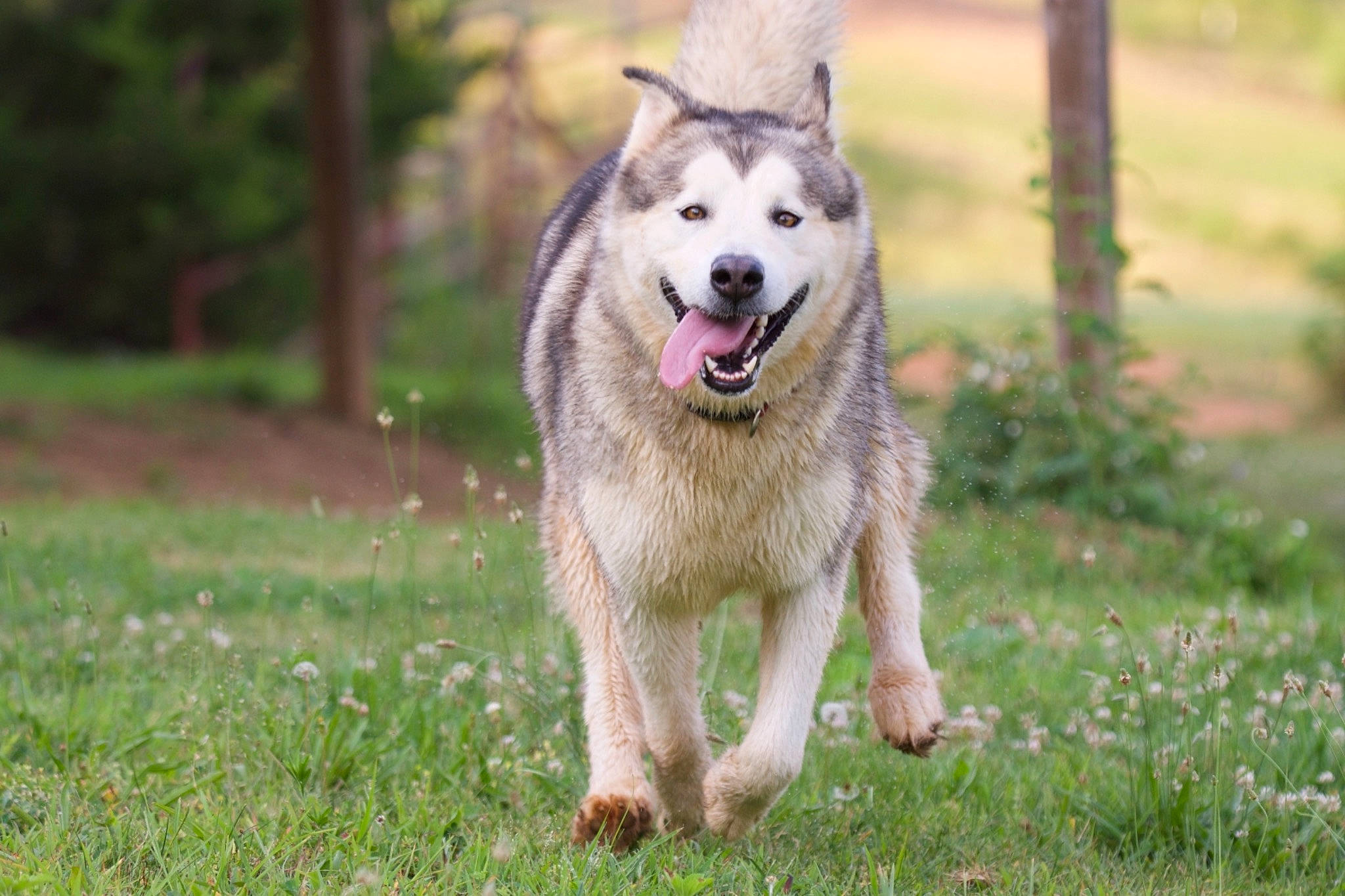 Myia joined the competition — help win amazing prizes! ancient_dog_breeds, canidae, carnivore, collar, companion_dog, dog, dog_breed, fang, fawn, grass, grassland, guard_dog, plant, snout, sporting_group, terrestrial_animal, tree, wildlife, working_animal, working_dog