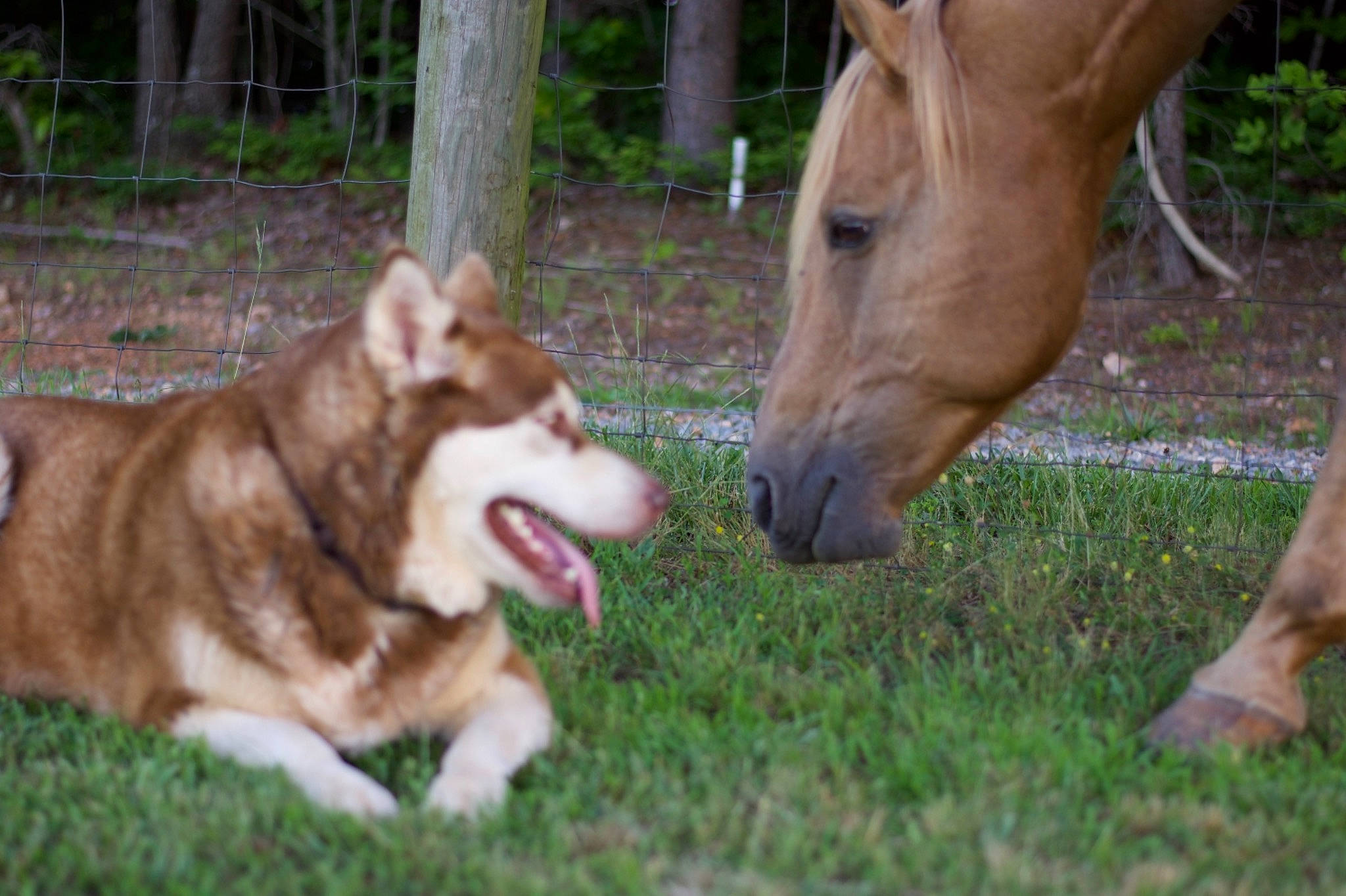 Timber is registered to the contest to win money with this photo: carnivore, companion_dog, dog, dog_breed, fawn, grass, horse, liver, livestock, mane, mare, pack_animal, plant, snout, sorrel, stallion, tail, terrestrial_animal, tree, working_animal