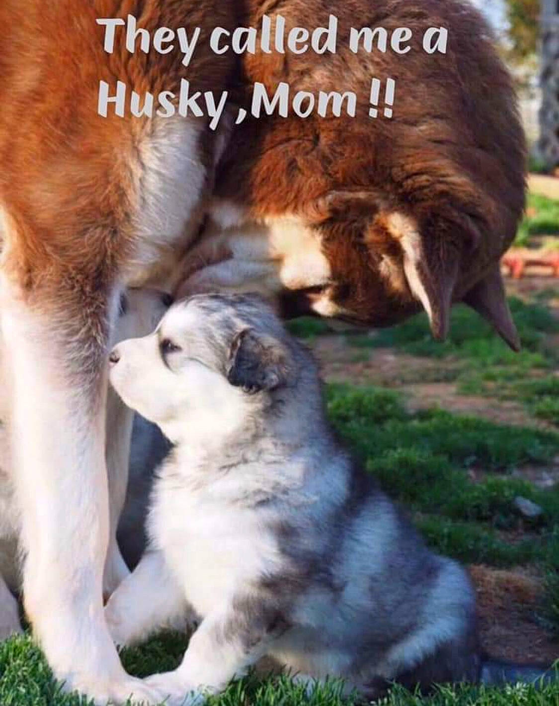 Timber is registered to the contest to win money with this photo: ancient_dog_breeds, canidae, carnivore, caucasian_shepherd_dog, companion_dog, dog, dog_breed, giant_dog_breed, mammal, moscow_watchdog, photo_caption, puppy, pyrenean_mastiff, sarplaninac, st_bernard, tail, vertebrate