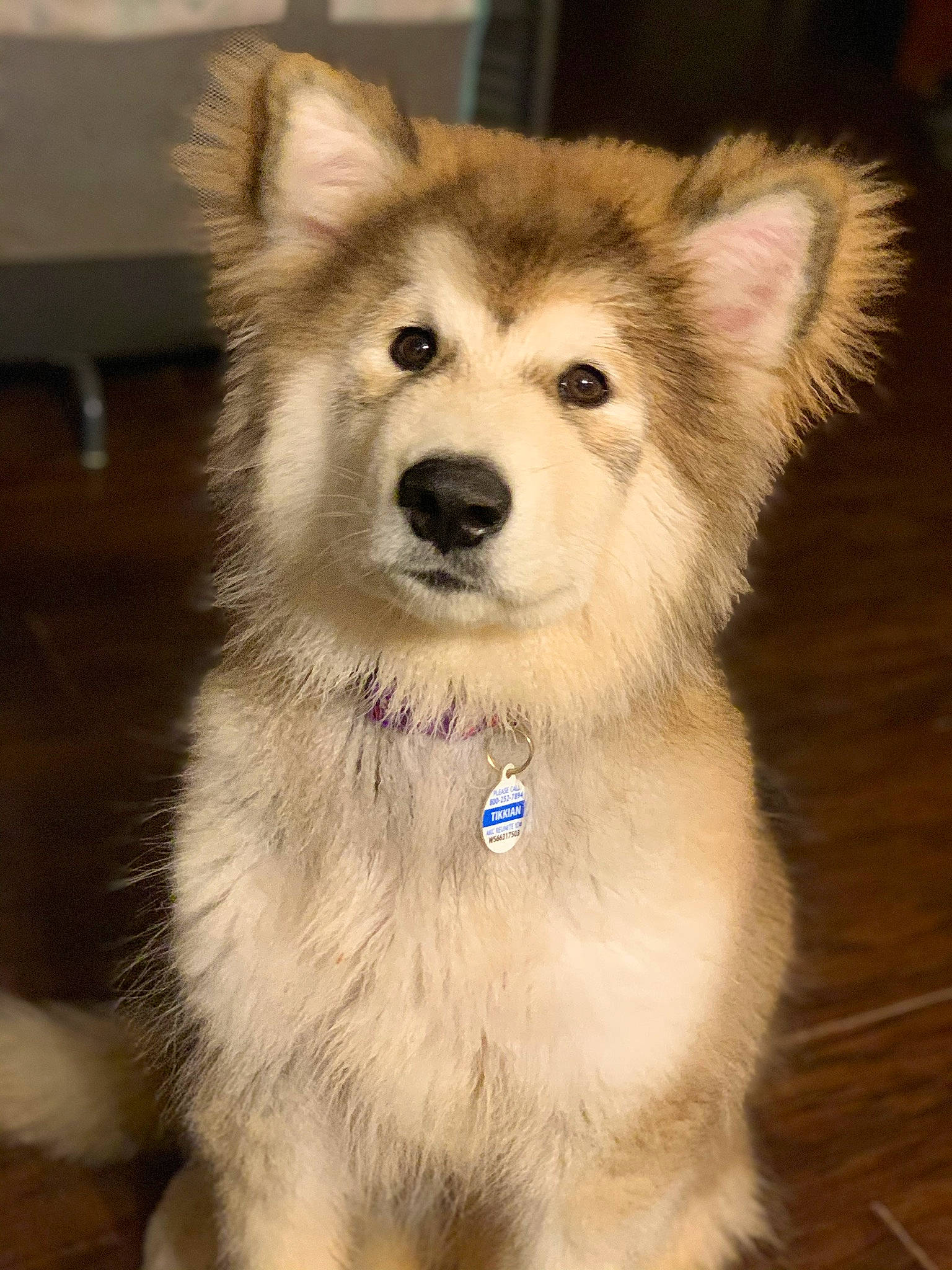 Tikkanni is registered to the contest to win money with this photo: alaskan_malamute, ancient_dog_breeds, canadian_eskimo_dog, canidae, carnivore, dog, dog_breed, greenland_dog, mammal, native_american_indian_dog, nose, puppy, sakhalin_husky, siberian_husky, sled_dog, snout, tamaskan_dog, vertebrate, wolfdog, working_dog