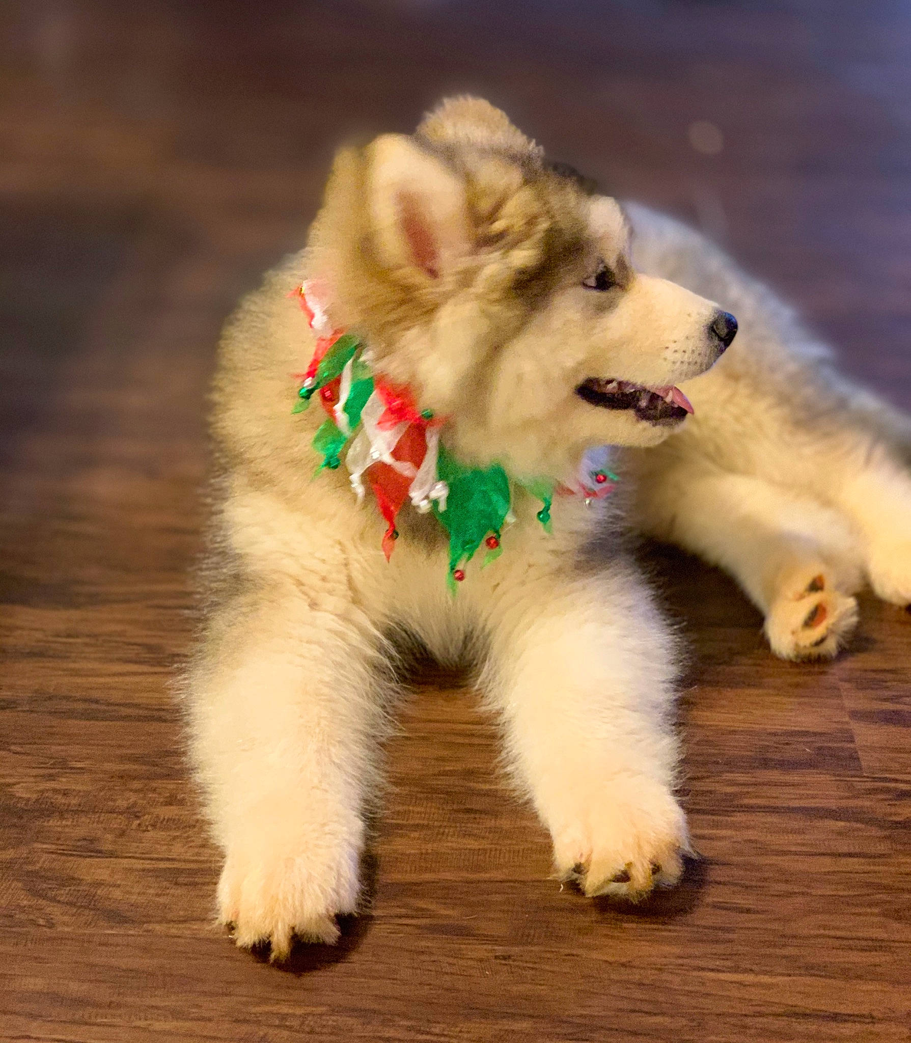 Tikkanni is registered to the contest to win money with this photo: alaskan_malamute, ancient_dog_breeds, berger_blanc_suisse, canadian_eskimo_dog, canidae, carnivore, companion_dog, dog, dog_breed, great_pyrenees, mammal, paw, puppy, rare_breed_dog, snout, sporting_group, vertebrate, white_shepherd, working_dog
