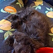 Marilyn joined the competition — help win amazing prizes! kitten, black_cat, sleeping, fur, blanket, pattern, fruit, cozy, cute, pet, animal, resting, paw, soft, indoor, closeup, relaxing, feline, home, comfort