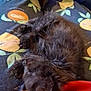 kitten, black_cat, sleeping, fur, blanket, pattern, fruit, cozy, cute, pet, animal, resting, paw, soft, indoor, closeup, relaxing, feline, home, comfort