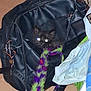 Marilyn joined the competition — help win amazing prizes! kitten, cat, bag, black_bag, floor, flash, glowing_eyes, toy, strap, purple, green, indoor, pet, animal, small, curious, dark, fur, closeup, peeking