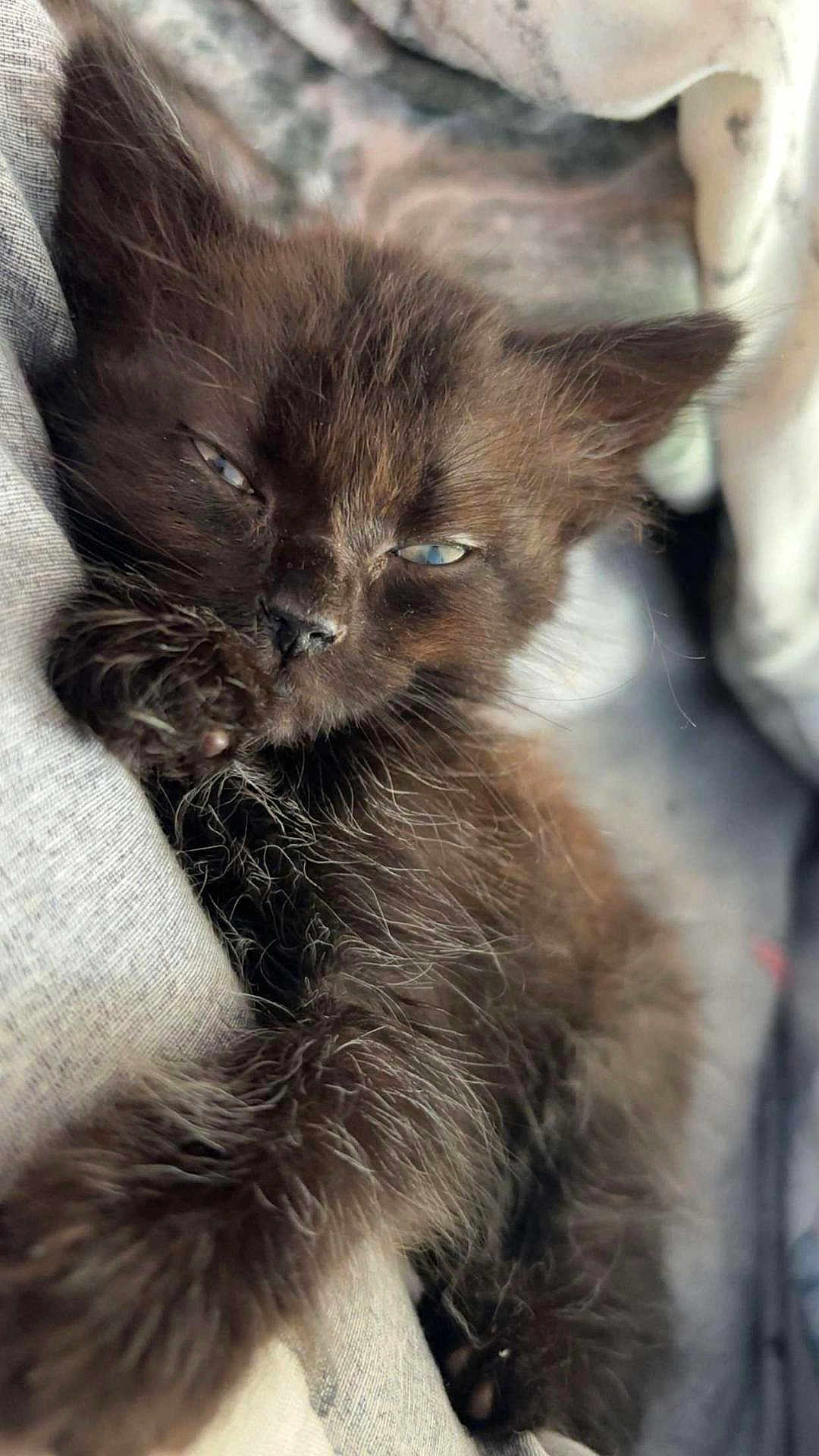Marilyn joined the competition — help win amazing prizes! kitten, cat, black_cat, sleepy, fur, paw, closeup, pet, cute, animal, cozy, resting, soft, whiskers, young, feline, indoor, domestic_animal, nap, adorable