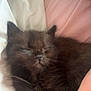 Marilyn is registered to the contest to win money with this photo: kitten, cat, sleeping, black_fur, pet, hand, bed, blanket, cozy, cute, animal, fur, domestic_animal, resting, indoor, closeup, soft, nap, feline, young