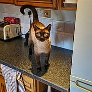 Zorro joined the competition — help win amazing prizes! cat, siamese_cat, kitchen, countertop, wooden_cabinets, toaster, paper_towel, fridge, floor, towel, bottle, tile_wall, appliance, pet, domestic, curious, standing, indoor, animal, feline