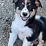 Rip joined the competition — help win amazing prizes! puppy, dog, young, sitting, smiling, black_and_white, fluffy, cute, outdoor, gravel, fur, pet, animal, happy, friendly, portrait, eyes, nose, tail, paw