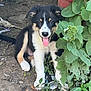 Rip is registered to the contest to win money with this photo: puppy, dog, black, white, tan, tongue_out, plant, greenery, dirt, outdoor, leaf, can, container, playful, sitting, animal, pet, young, nature, cute