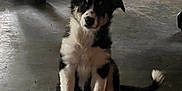 Rip joined the competition — help win amazing prizes! puppy, dog, black_and_white, sitting, indoor, concrete_floor, pet, curious, animal, young_dog, ears, tail, furniture, bag, shadow, floor, domestic, cute, companion, house