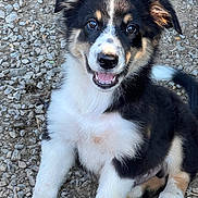 Rip joined the competition — help win amazing prizes! puppy, dog, young, sitting, smiling, black_and_white, fluffy, cute, outdoor, gravel, fur, pet, animal, happy, friendly, portrait, eyes, nose, tail, paw
