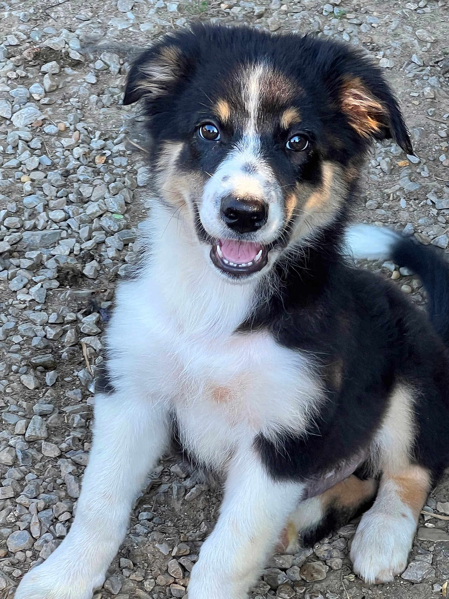 Rip joined the competition — help win amazing prizes! puppy, dog, young, sitting, smiling, black_and_white, fluffy, cute, outdoor, gravel, fur, pet, animal, happy, friendly, portrait, eyes, nose, tail, paw