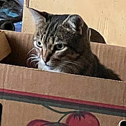 Tiger is registered to the contest to win money with this photo: cat, tabby, cardboard_box, tomato_illustration, indoor, pet, animal, feline, whiskers, ears, curious, closeup, face, side_view, container, brown, red, green, domestic, cute