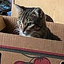 cat, tabby, cardboard_box, tomato_illustration, indoor, pet, animal, feline, whiskers, ears, curious, closeup, face, side_view, container, brown, red, green, domestic, cute