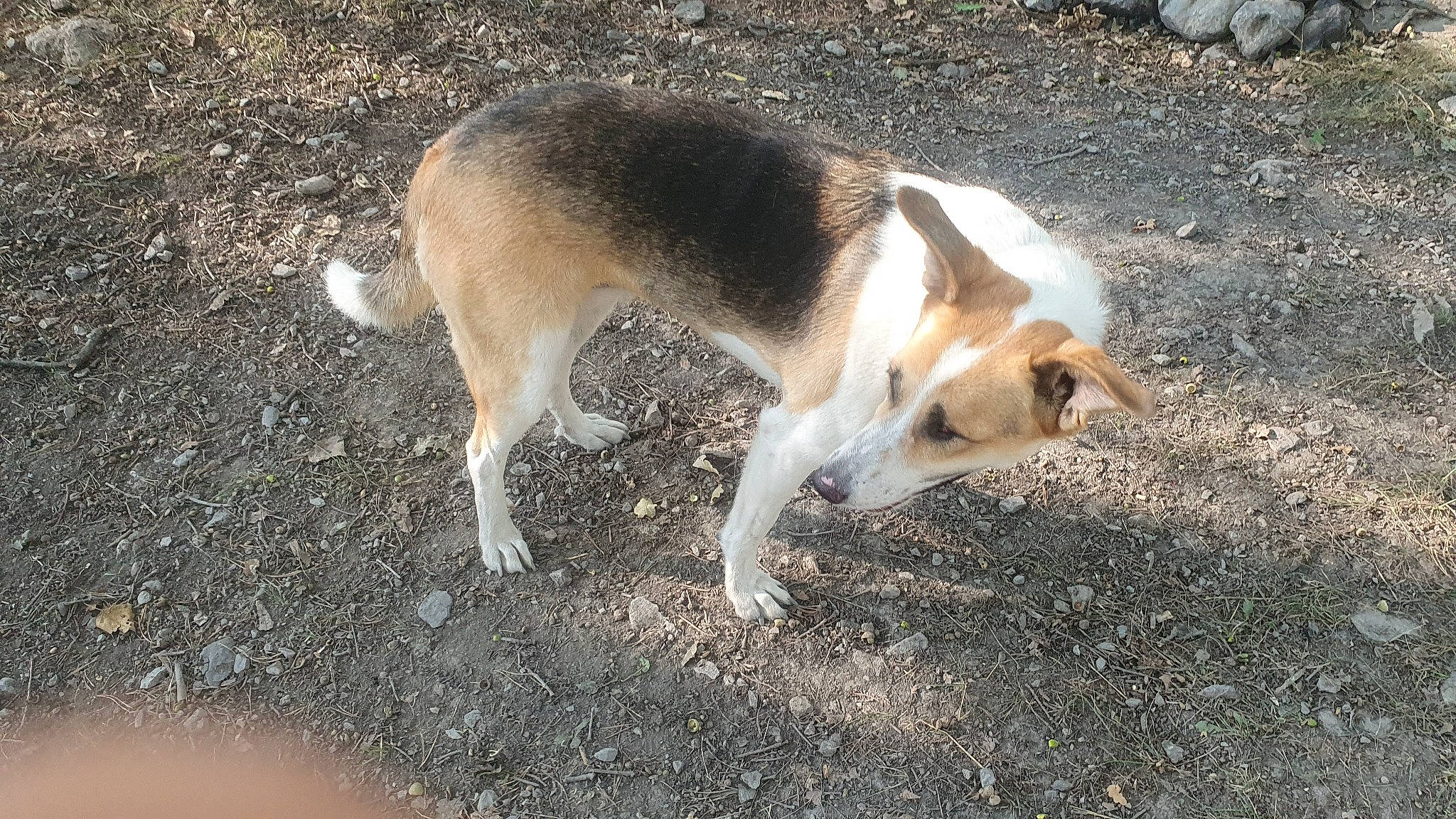 Bella a rejoint le concours — aidez-le/la à gagner de superbes lots ! ancient_dog_breeds, canidae, carnivore, companion_dog, dog, dog_breed, fawn, hunting_dog, non_sporting_group, road_surface, soil, sporting_group, street_dog, tail, terrestrial_animal, working_animal, working_dog