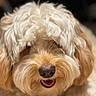 dog, fluffy, curly_hair, cute, smiling, pet, animal, close_up, fur, adorable, face, canine, tongue, happy, domestic_animal, muzzle, friendly, indoor, companion, portrait