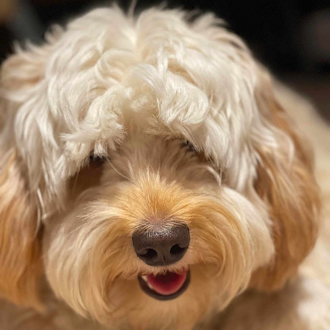 Dixie joined the competition — help win amazing prizes! dog, fluffy, curly_hair, cute, smiling, pet, animal, close_up, fur, adorable, face, canine, tongue, happy, domestic_animal, muzzle, friendly, indoor, companion, portrait