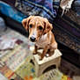 dog, puppy, stool, indoor, carpet, patterned_rug, blanket, furniture, brown_dog, cute, pet, floor, cozy, small_dog, sitting, looking_up, domestic, animal, young_dog, home