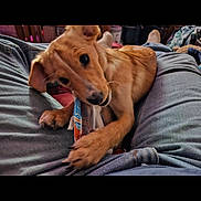 Cooper is registered to the contest to win money with this photo: puppy, dog, chewing, treat, lap, jeans, indoor, pet, cute, playful, animal, canine, fur, ears, paws, snout, person, relaxing, home, closeup