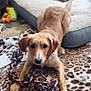 Cooper is registered to the contest to win money with this photo: dog, puppy, toy, rope_toy, leopard_print, rug, bed, indoor, pet, animal, brown_dog, playful, looking, ears, paws, fur, collar, cozy, home, floor