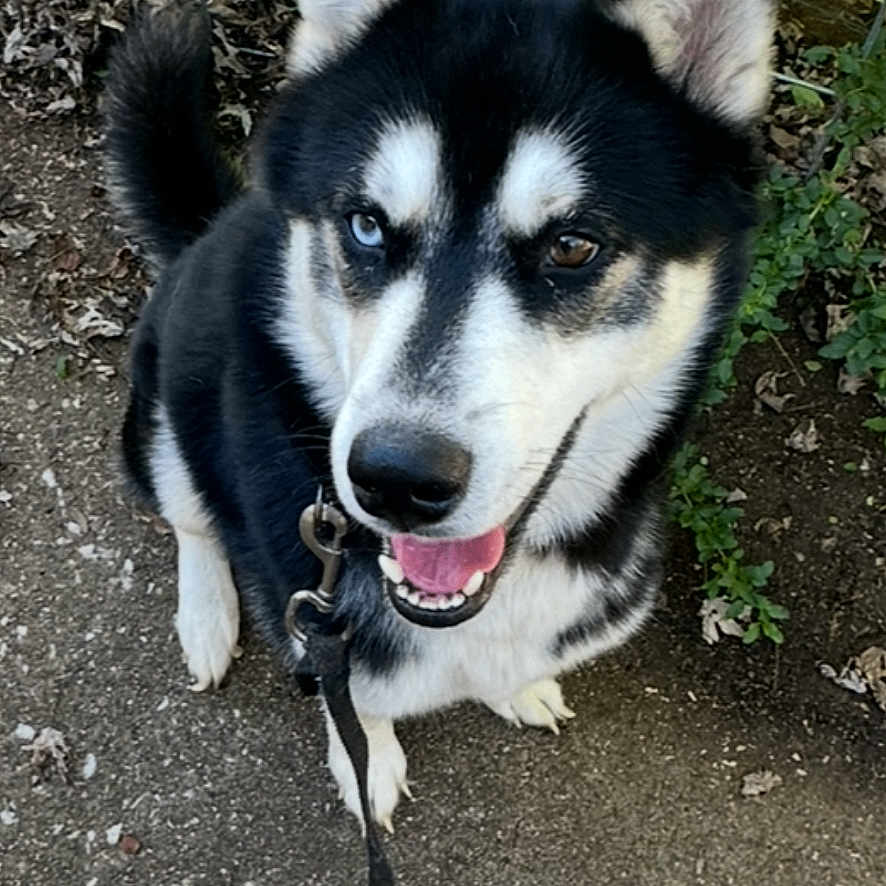 Shadow joined the competition — help win amazing prizes! accessories, animal, canine, clothing, dog, eskimodog, flagstone, footwear, herbal, herbs, husky, path, pet, plant, puppy, shoe, soil, strap, walkway, whitedog