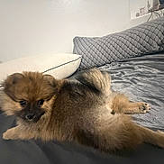 Karrueche is registered to the contest to win money with this photo: dog, pomeranian, pet, bed, pillow, fur, cute, animal, indoor, relaxing, fluffy, small_dog, canine, sleeping_area, comfort, domestic_animal, resting, cozy, gray_bedspread, curled_tail