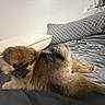 dog, pomeranian, pet, bed, pillow, fur, cute, animal, indoor, relaxing, fluffy, small_dog, canine, sleeping_area, comfort, domestic_animal, resting, cozy, gray_bedspread, curled_tail