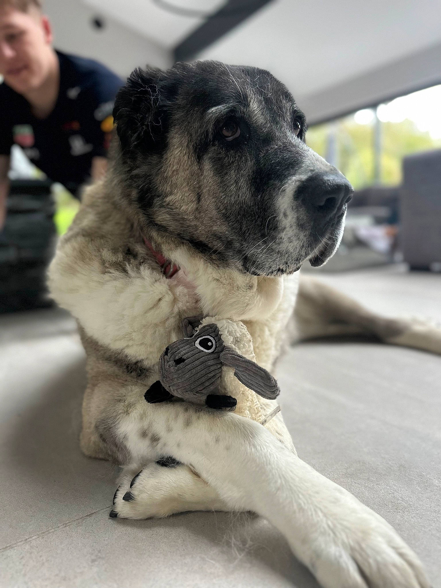 Bella is registered to the contest to win money with this photo: ancient_dog_breeds, canidae, carnivore, collar, companion_dog, dog, dog_breed, dog_collar, fawn, fur, guard_dog, non_sporting_group, paw, pet_supply, puppy, snout, sporting_group, whiskers, working_animal, working_dog