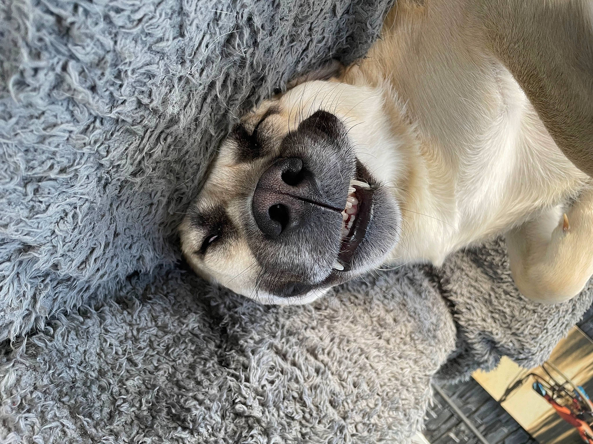 Magnum is registered to the contest to win money with this photo: canidae, carnivore, companion_dog, dog, dog_breed, fawn, foot, fur, grey, non_sporting_group, paw, pug, snout, sporting_group, terrestrial_animal, tree, whiskers, wood, working_animal, wrinkle