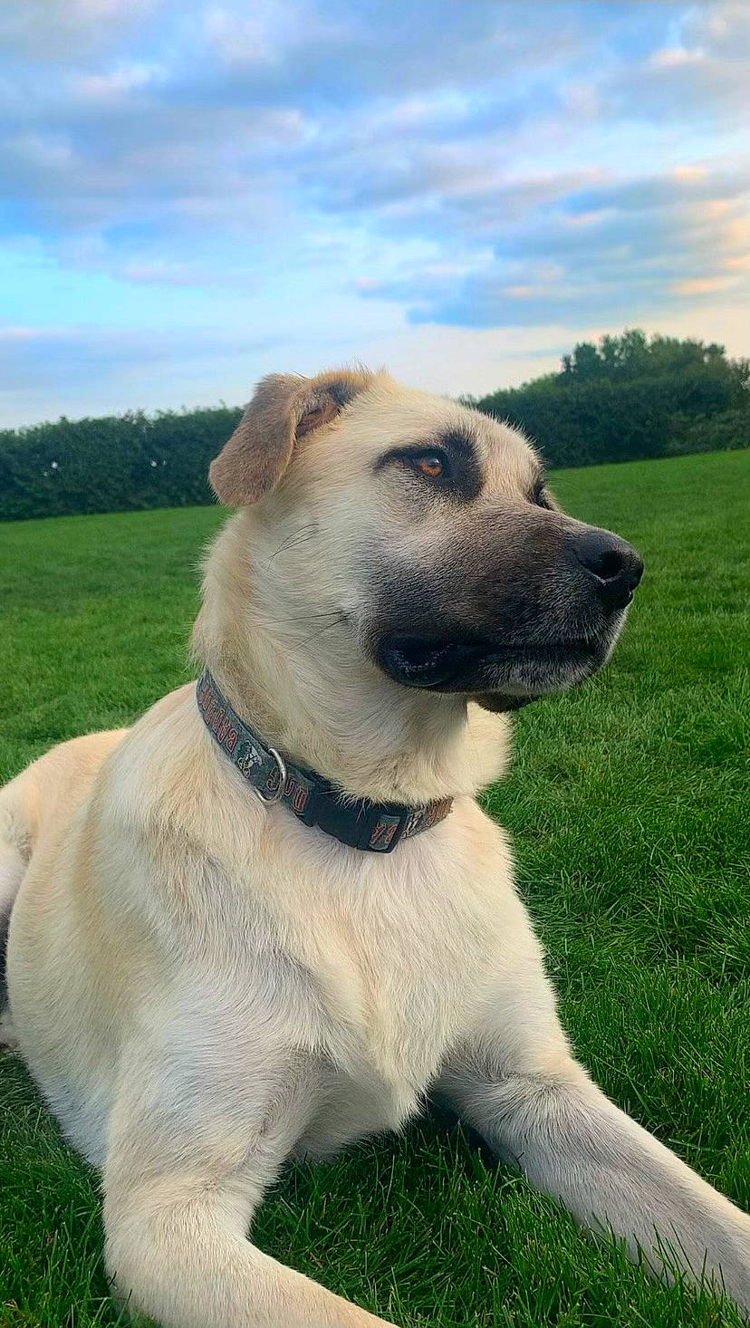 Magnum joined the competition — help win amazing prizes! carnivore, cloud, collar, companion_dog, dog, dog_breed, dog_collar, fawn, grass, grassland, leash, pet_supply, plant, sky, snout, sporting_group, tail, tree, whiskers, working_animal