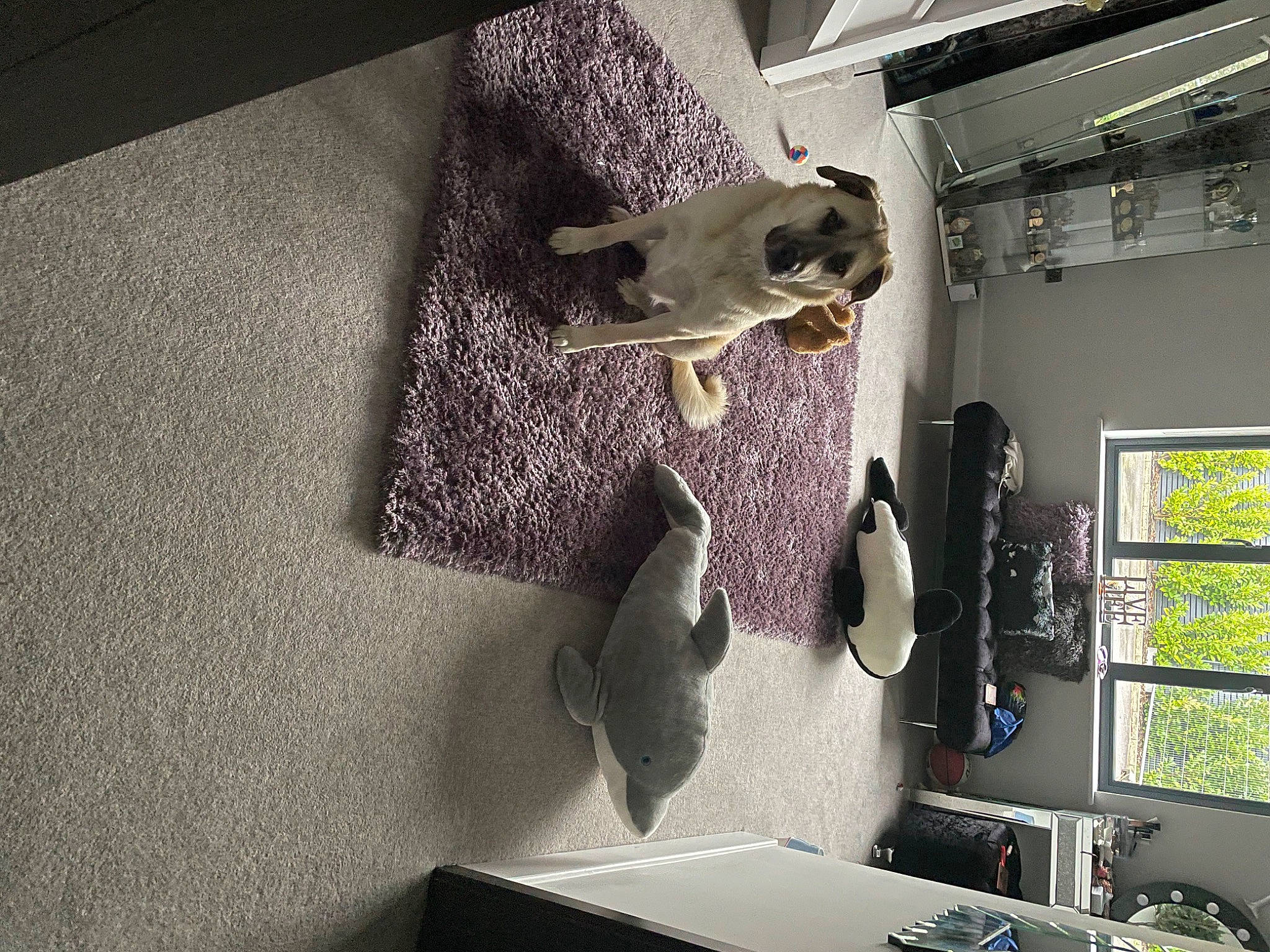 Magnum joined the competition — help win amazing prizes! ceiling, chair, desk, dog, eyewear, floor, flooring, fur, grey, machine, purple, room, shelf, shelving, space, table, visual_arts, wood