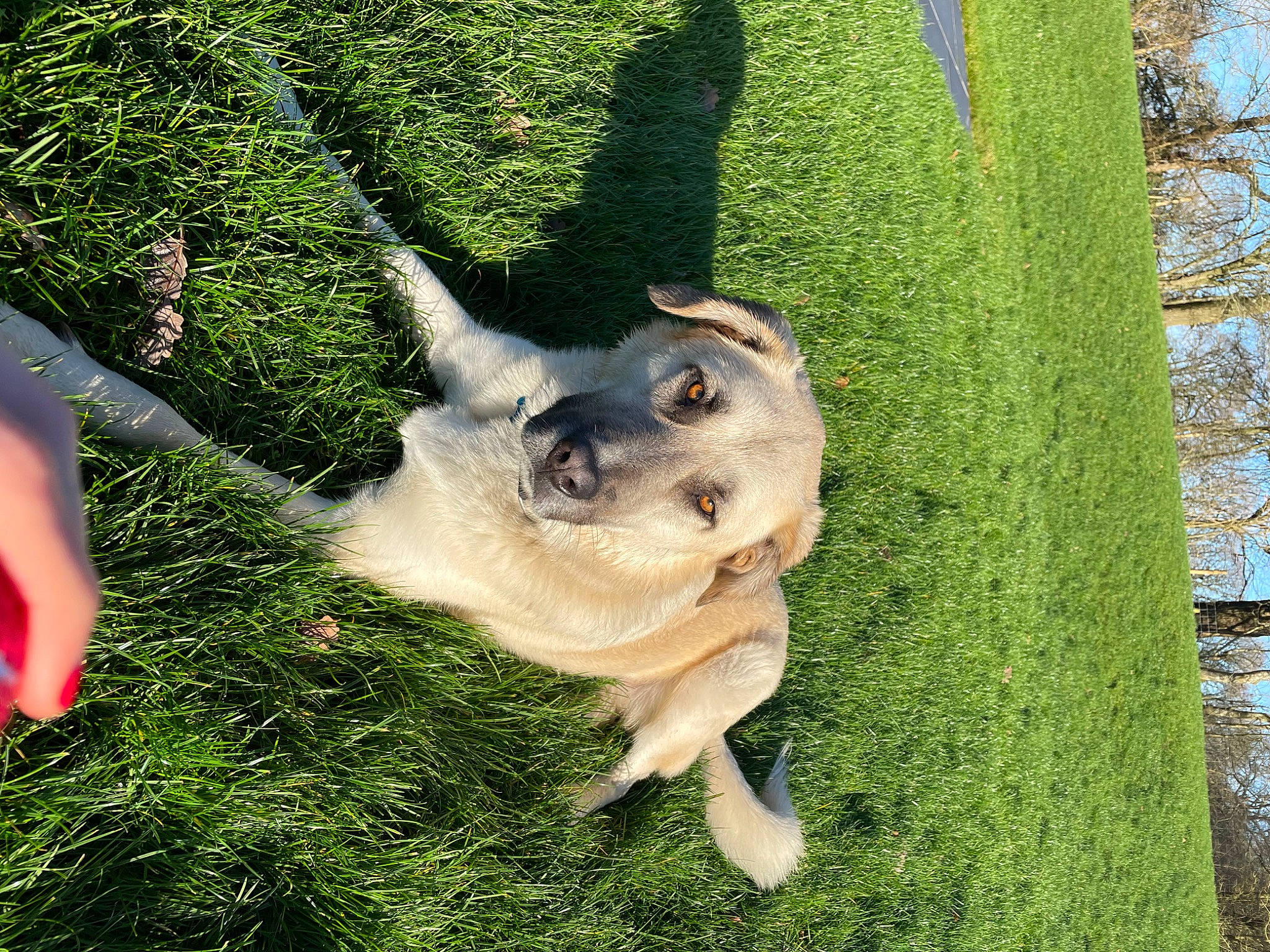 Magnum is registered to the contest to win money with this photo: carnivore, collar, companion_dog, dog, dog_breed, dog_collar, fawn, gesture, grass, green, lawn, lawn_ornament, people_in_nature, plant, summer, sunglasses, tail, toy_dog, tree, working_animal