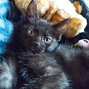Bao participe au concours pour gagner de l'argent avec cette photo : animal, black_cat, blue_blanket, cat, close_up, cozy, cuddling, cute, fluffy, furry, green_eyes, indoors, kitten, lying_down, pet, playful, plush_toy, portrait, soft_texture, whiskers