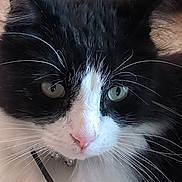 Prince a rejoint le concours — aidez-le/la à gagner de superbes lots ! abyssinian, accessories, angora, animal, blackcat, bodypart, cat, collar, kitten, manx, mouth, person, pet, siamese, snout