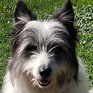 Iago participe au concours pour gagner de l'argent avec cette photo : animal, ball, canine, cockerspaniel, collie, dog, eskimodog, football, grass, hound, lawn, pet, plant, poodle, puppy, soccer, soccerball, sport, terrier, whitedog