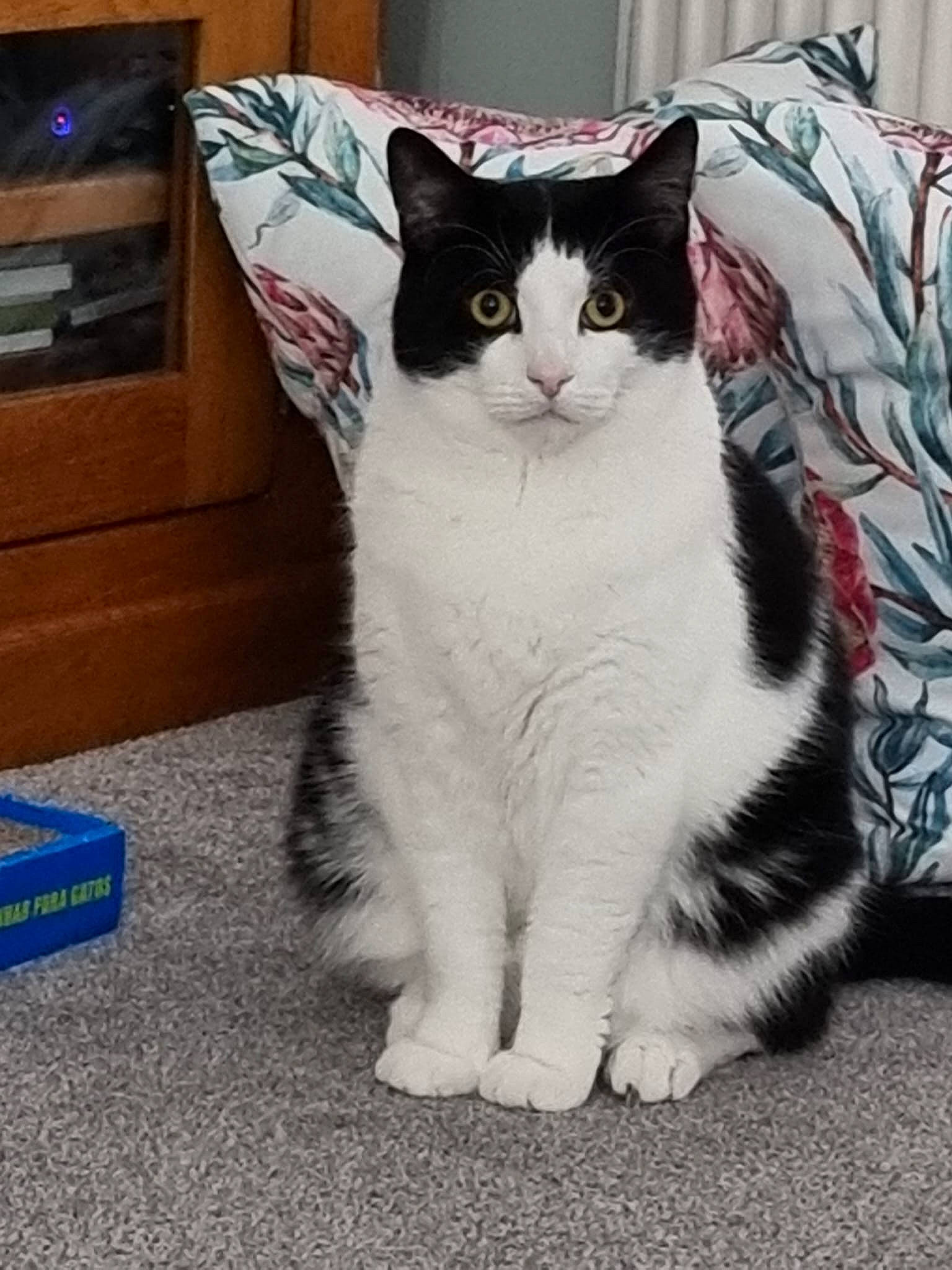 Lester joined the competition — help win amazing prizes! box, cable_television, carnivore, cat, domestic_short_haired_cat, entertainment_center, felidae, flooring, formal_wear, fur, grey, paw, sitting, small_to_medium_sized_cats, snout, tail, television, television_set, whiskers