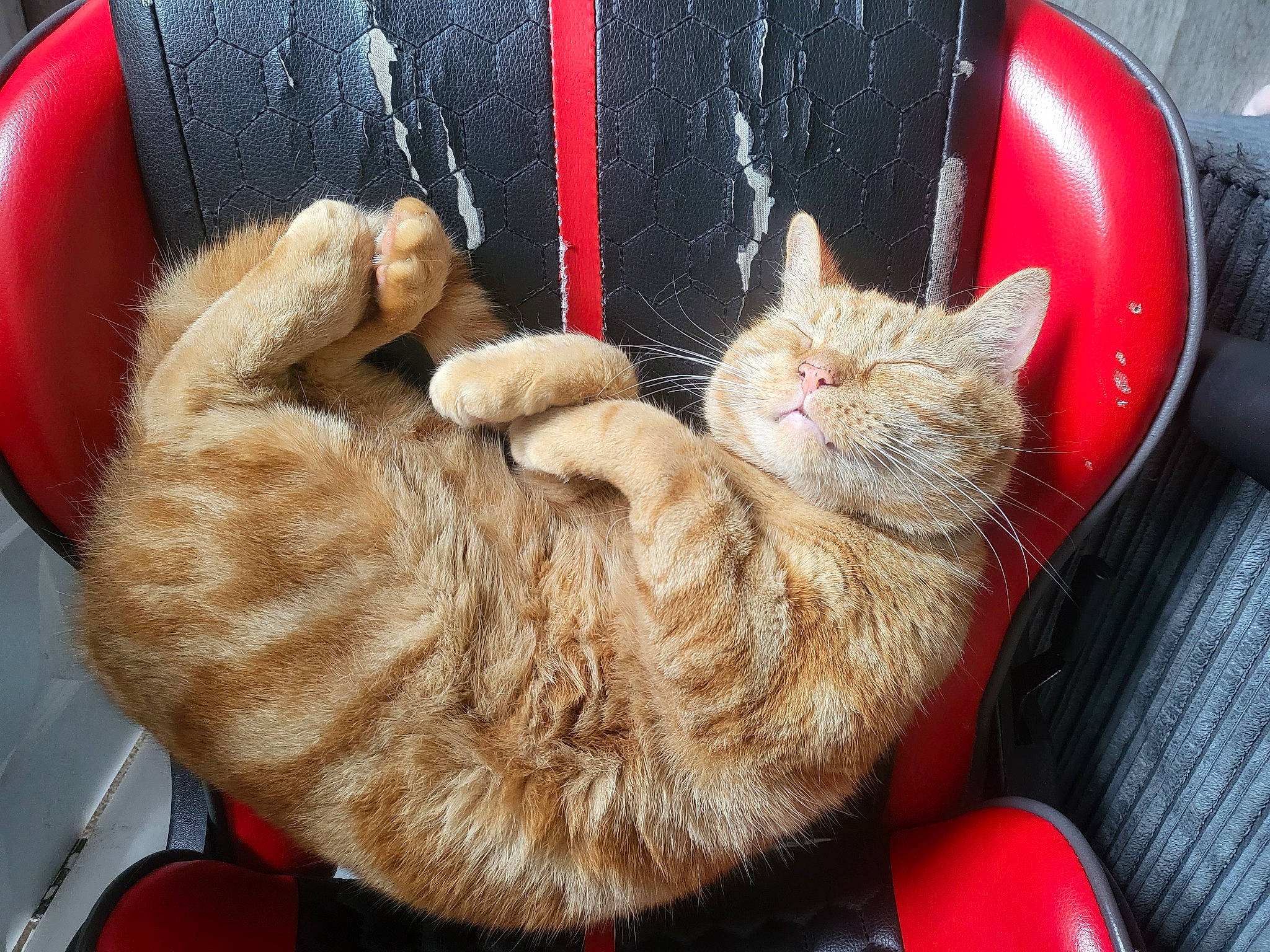 Beans is registered to the contest to win money with this photo: carnivore, cat, cat_bed, cat_supply, claw, comfort, couch, domestic_short_haired_cat, fawn, felidae, fur, lap, mouse, nap, paw, sleep, small_to_medium_sized_cats, snout, tail, whiskers