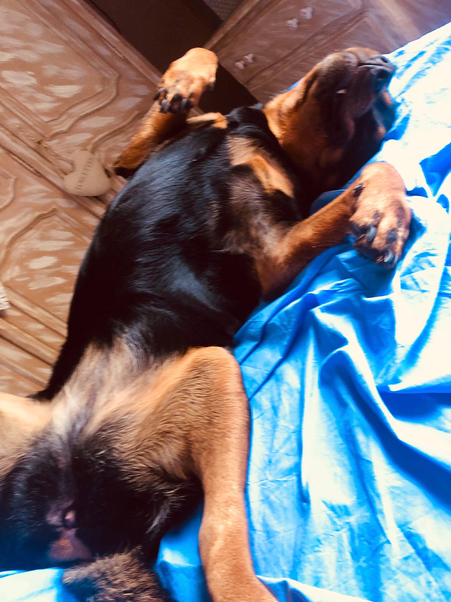 Oxana a rejoint le concours — aidez-le/la à gagner de superbes lots ! blue, canidae, carnivore, comfort, companion_dog, dog, dog_breed, electric_blue, fawn, fur, hound, liver, montenegrin_mountain_hound, nap, paw, snout, sporting_group, tail, toy_dog, working_animal