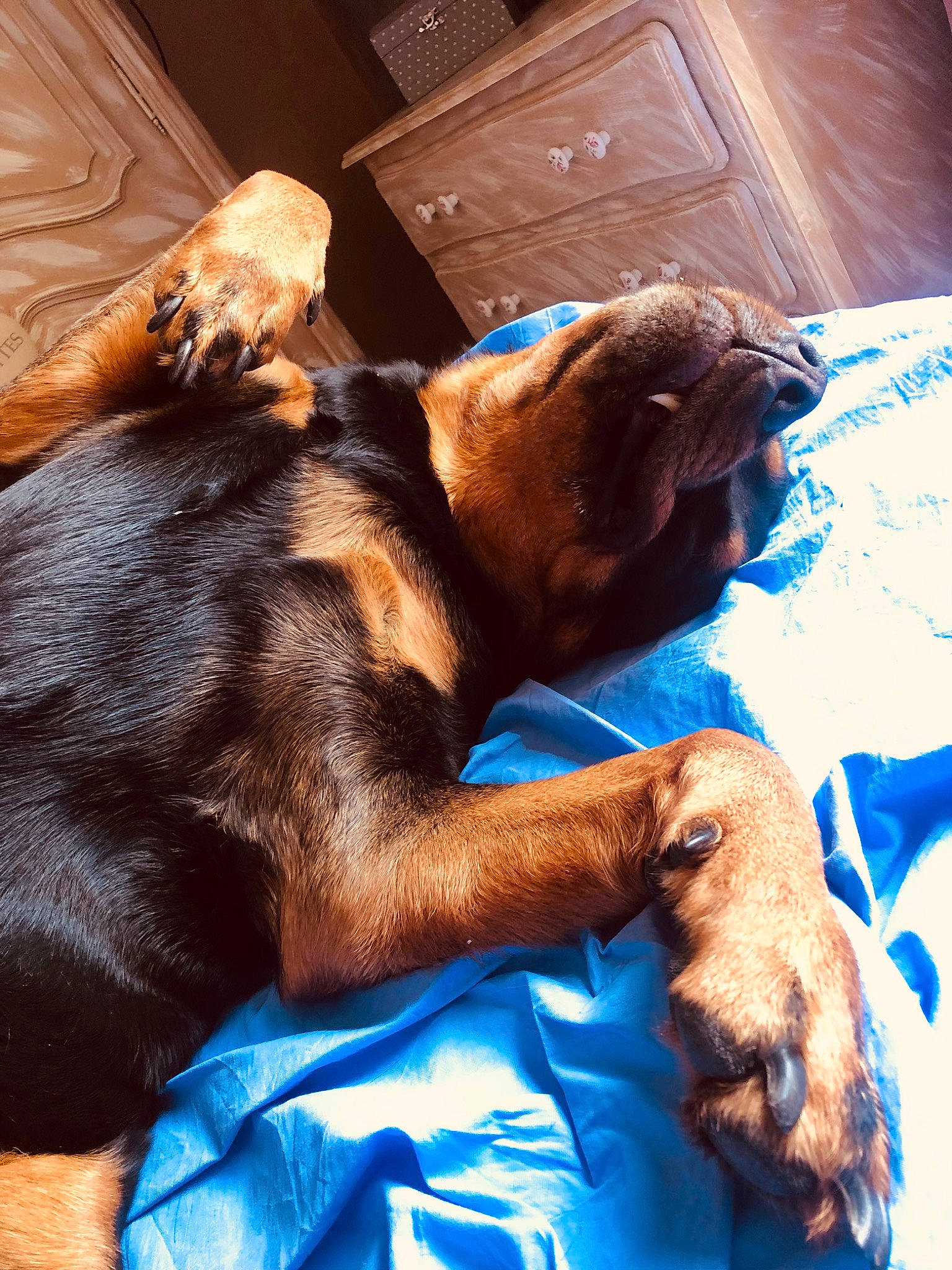 Oxana a rejoint le concours — aidez-le/la à gagner de superbes lots ! blue, brown, cabinetry, carnivore, chest_of_drawers, comfort, companion_dog, dog, dog_breed, drawer, ear, electric_blue, fawn, flooring, fur, hardwood, liver, snout, sporting_group, working_animal