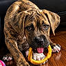 Buddy joined the competition — help win amazing prizes! animal, brindle, brindle_coat, chewing, claws, close_up, dog, eyes, face, indoors, leather_couch, open_mouth, paws, pet, portrait, puppy, rubber_ring, tongue, toy, wooden_floor