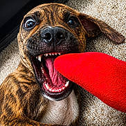 Buddy is registered to the contest to win money with this photo: animal, brindle, canine, carpet, chew_toy, close_up, dog, face, floppy_ears, funny, happy, indoor, open_mouth, pet, playful, portrait, puppy, red_toy, teeth, tongue