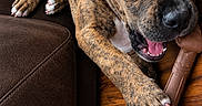 Buddy is registered to the contest to win money with this photo: animal, brindle, canine, chew_toy, claws, couch, dog, ears, eyes, hardwood_floor, indoors, nose, open_mouth, paws, pet, playful, portrait, puppy, teeth, toy