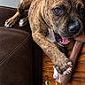 animal, brindle, canine, chew_toy, claws, couch, dog, ears, eyes, hardwood_floor, indoors, nose, open_mouth, paws, pet, playful, portrait, puppy, teeth, toy