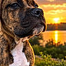 Buddy is registered to the contest to win money with this photo: brindle_dog, bulldog, close_up, clouds, dog, golden_hour, grass, lake, nature, outdoor, pet, portrait, reflection, rocks, serious_expression, shoreline, sitting, sky, sunset, water