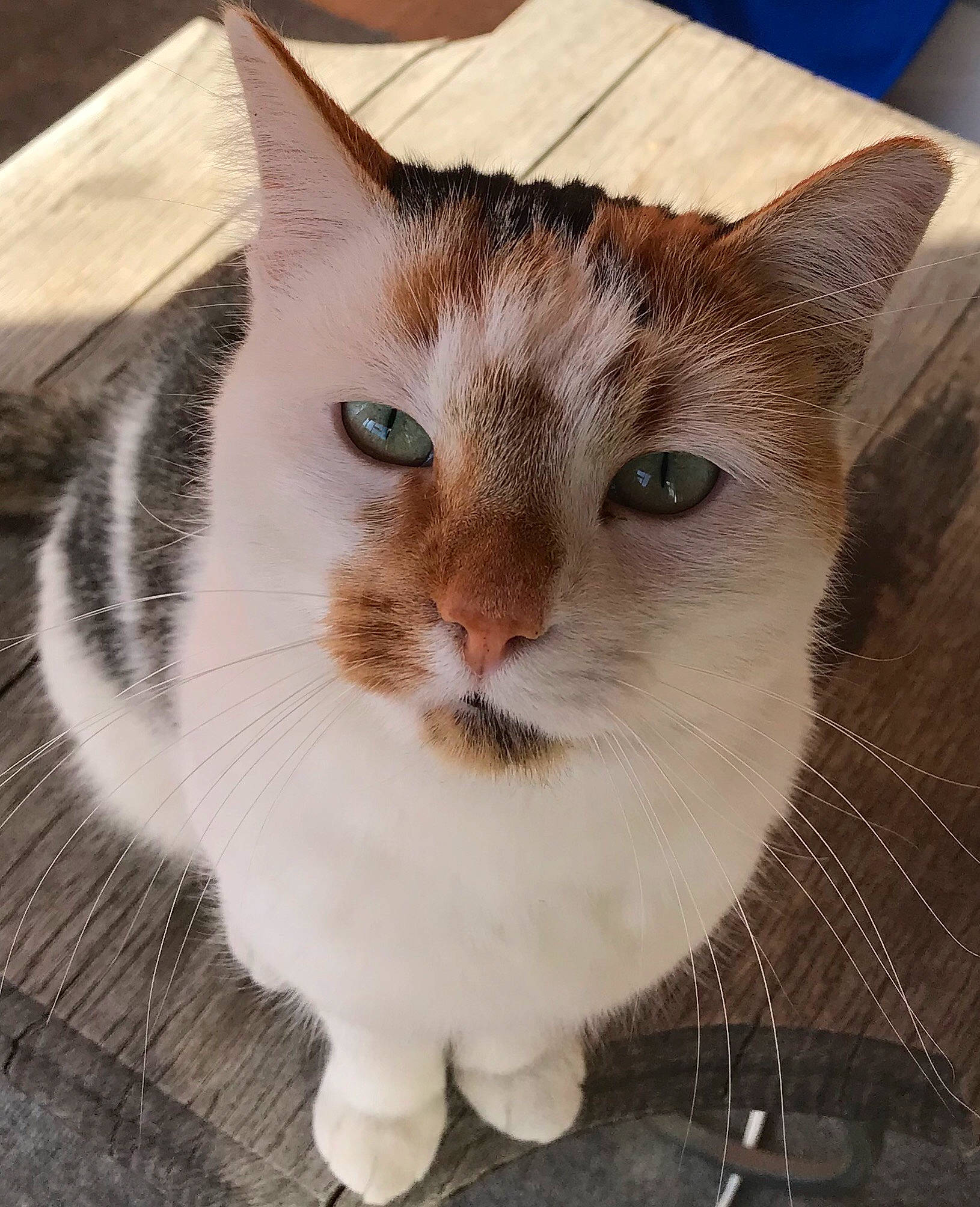 Tori joined the competition — help win amazing prizes! aegean_cat, american_wirehair, asian, carnivore, cat, domestic_short_haired_cat, ear, european_shorthair, eye, fawn, felidae, fur, kitten, mammal, ojos_azules, small_to_medium_sized_cats, snout, tabby_cat, whiskers