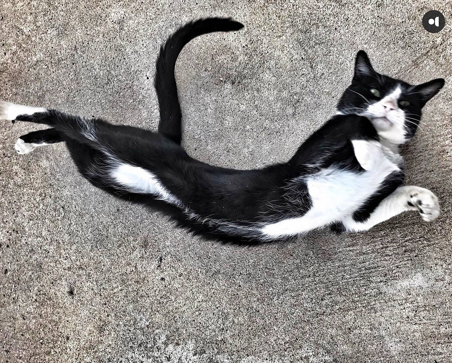 Monroe is registered to the contest to win money with this photo: aegean_cat, american_wirehair, black_and_white, black_cat, carnivore, cat, domestic_short_haired_cat, felidae, kitten, polydactyl_cat, sky, small_to_medium_sized_cats, snapshot, tail, whiskers