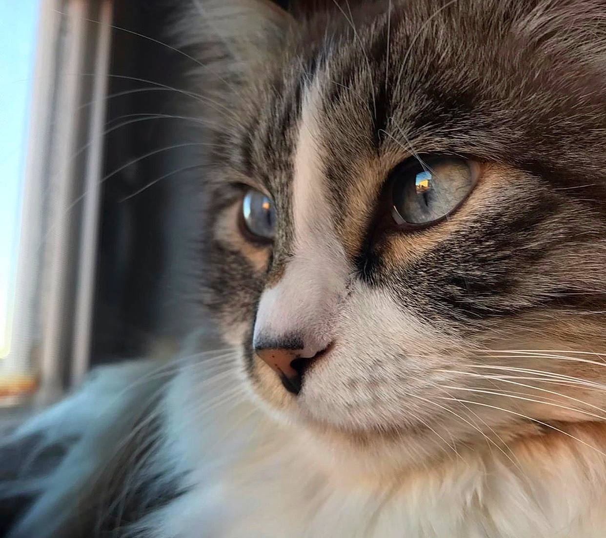 Wookie joined the competition — help win amazing prizes! aegean_cat, american_curl, british_semi_longhair, carnivore, cat, close_up, domestic_long_haired_cat, eye, felidae, fur, iris, mammal, norwegian_forest_cat, nose, photography, siberian, small_to_medium_sized_cats, snout, tabby_cat, whiskers