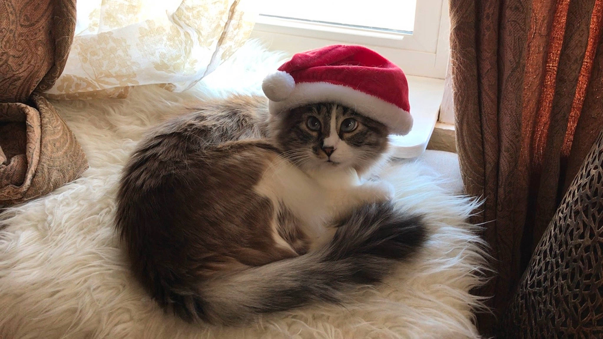 Wookie is registered to the contest to win money with this photo: american_curl, carnivore, cat, domestic_long_haired_cat, felidae, fur, headgear, kitten, norwegian_forest_cat, small_to_medium_sized_cats, tail, whiskers