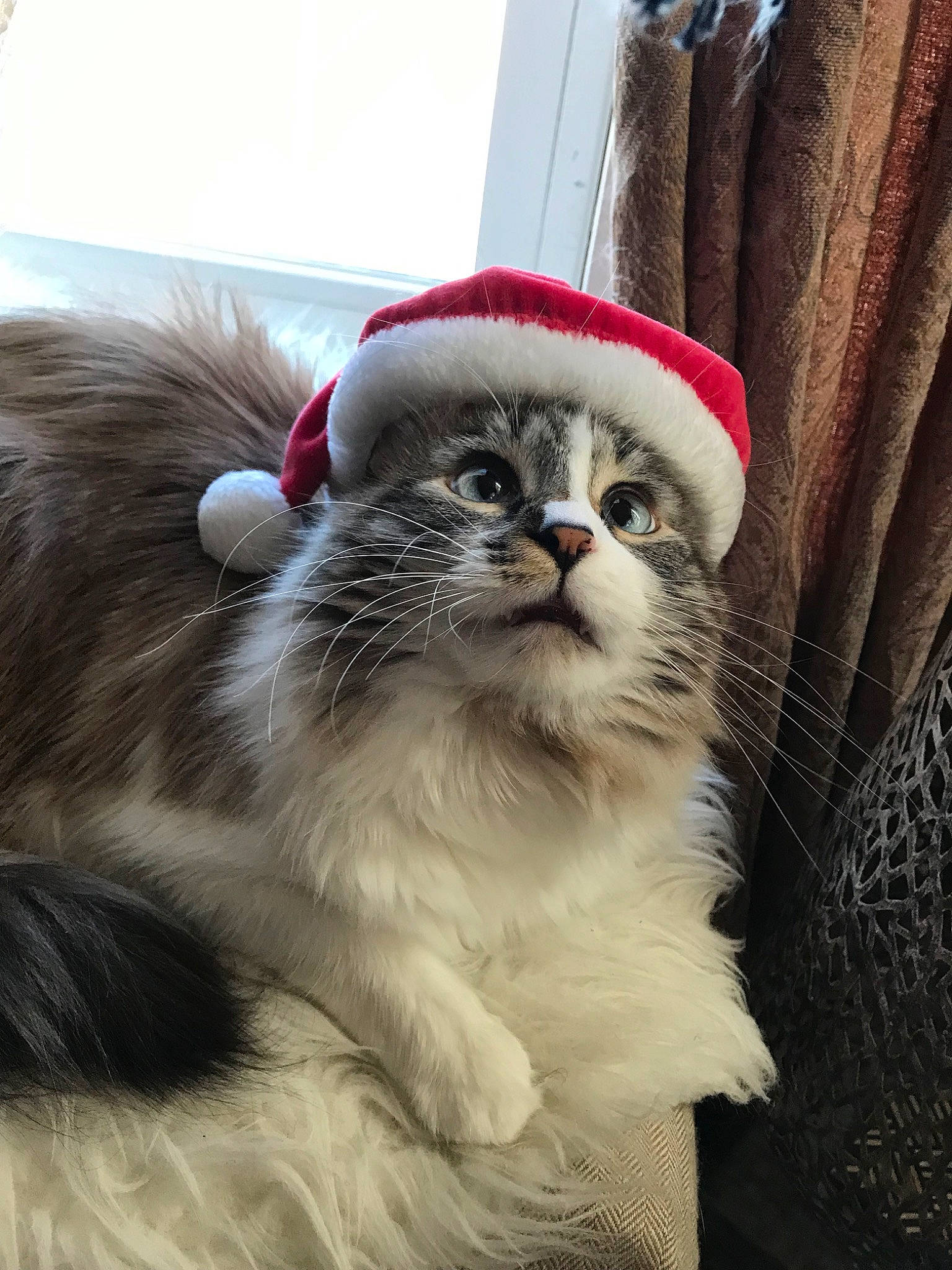 Wookie joined the competition — help win amazing prizes! american_curl, asian_semi_longhair, british_longhair, british_semi_longhair, carnivore, cat, domestic_long_haired_cat, felidae, fur, kitten, mammal, norwegian_forest_cat, persian, ragamuffin, ragdoll, siberian, small_to_medium_sized_cats, snout, vertebrate, whiskers
